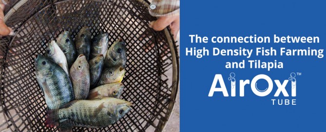 The connection between High Density Fish Farming and Tilapia - AirOxi Tube