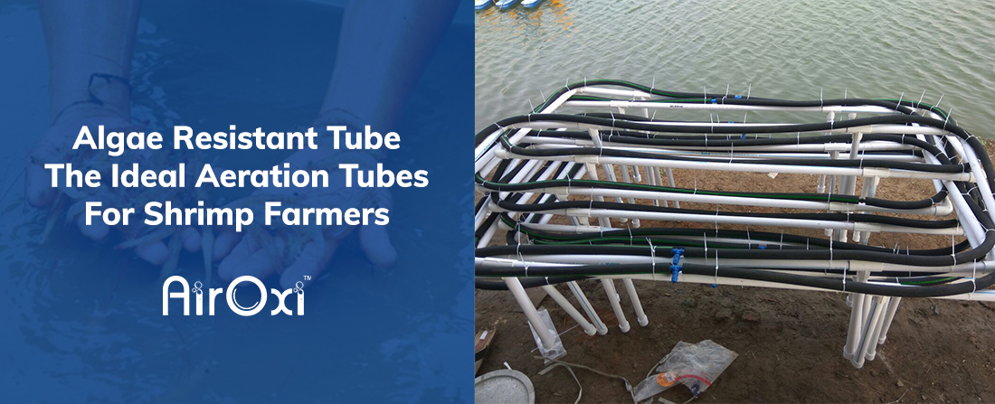 Algae Resistant Tube The Ideal Aeration Tubes For Shrimp Farmers-AirOxi Tube
