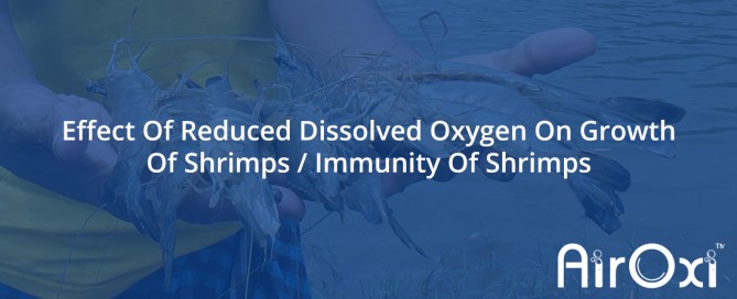 Effect Of Reduced Dissolved Oxygen On Growth Of Shrimps-AirOxi Tube