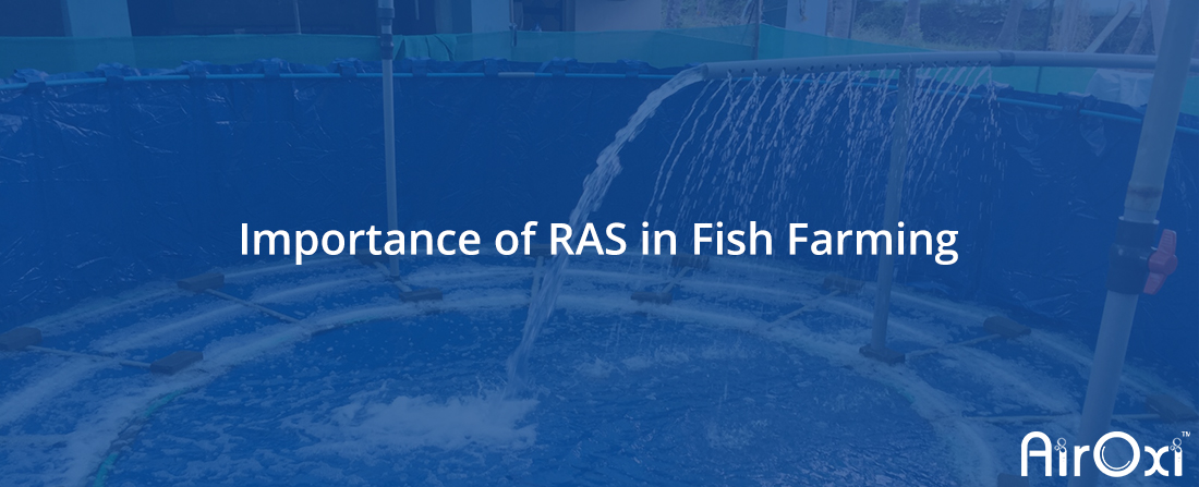 Importance of RAS in Fish Farming-AirOxi Tube