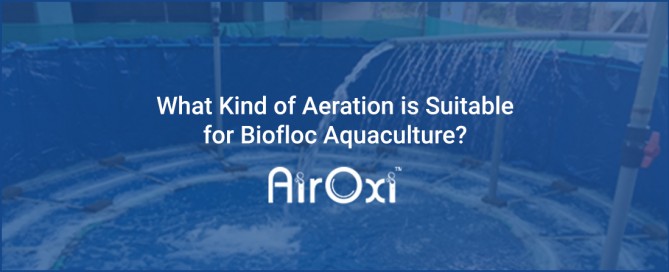 Biofloc Aquaculture