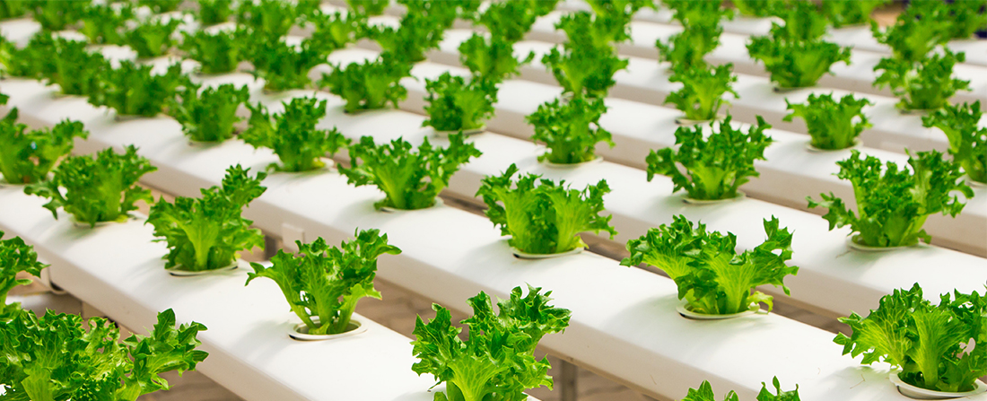 Aeration Solutions for Hydroponics